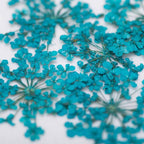 dry-flowers-turquize-5pcs