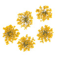 dry-flowers-yellow-5pcs