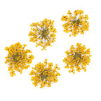 dry-flowers-yellow-5pcs