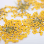 dry-flowers-yellow-5pcs