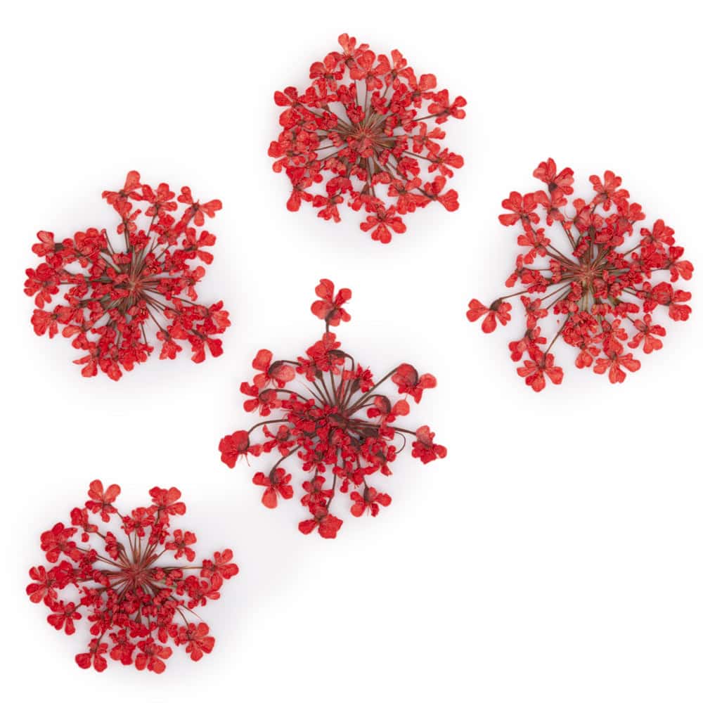 dry-flowers-red-5pcs