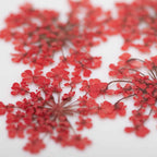 dry-flowers-red-5pcs