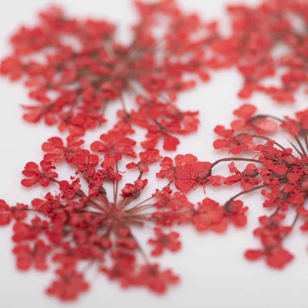 dry-flowers-red-5pcs