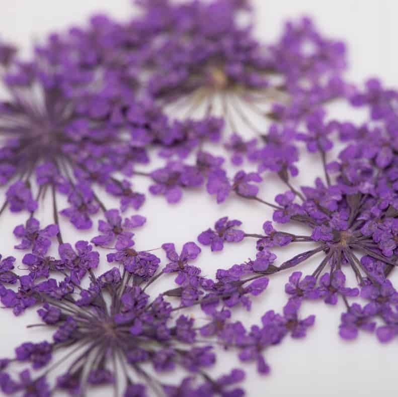 dry-flowers-purple-5pcs