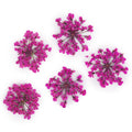 dry-flowers-peach-pink-5pcs