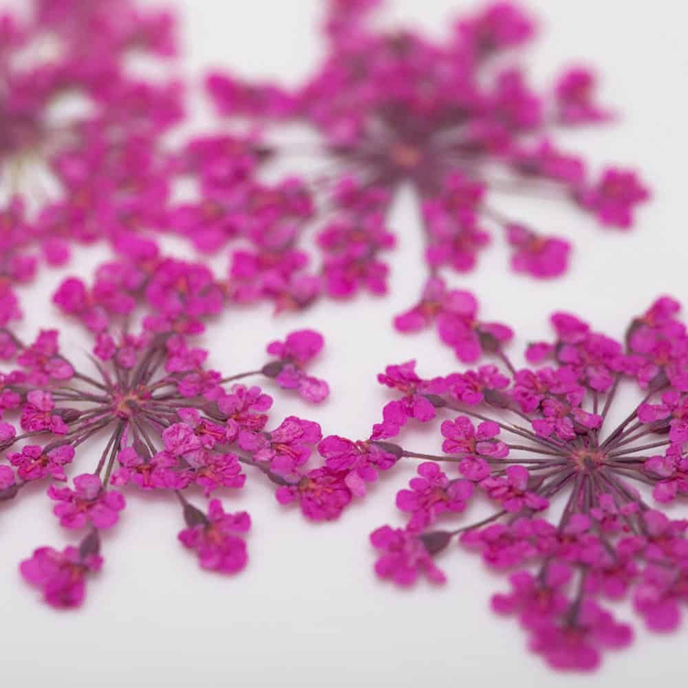 dry-flowers-peach-pink-5pcs