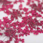 dry-flowers-fuchsia-5pcs