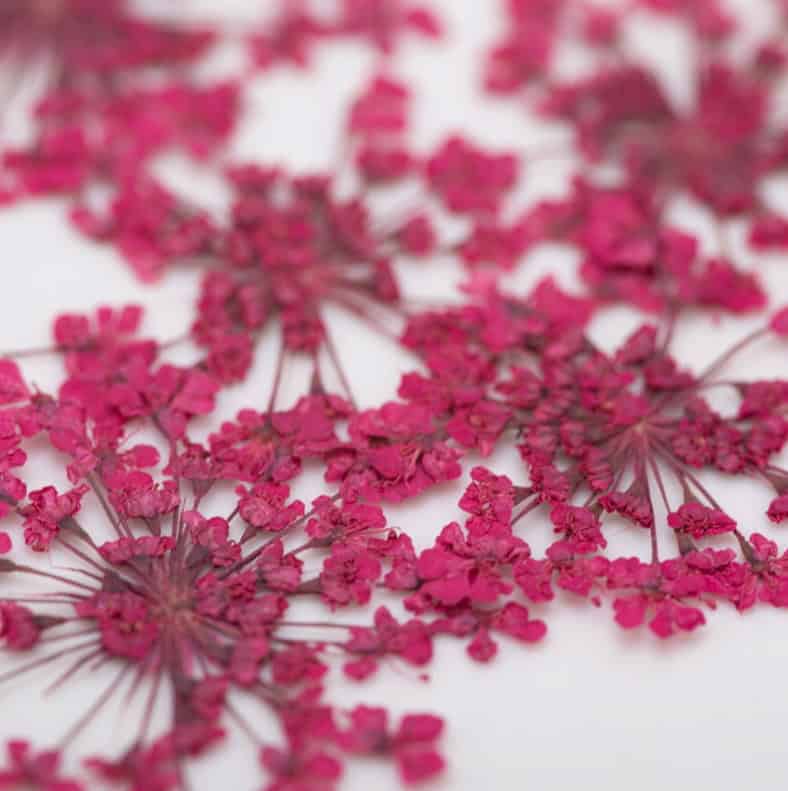 dry-flowers-fuchsia-5pcs