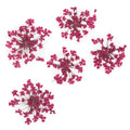 dry-flowers-fuchsia-5pcs