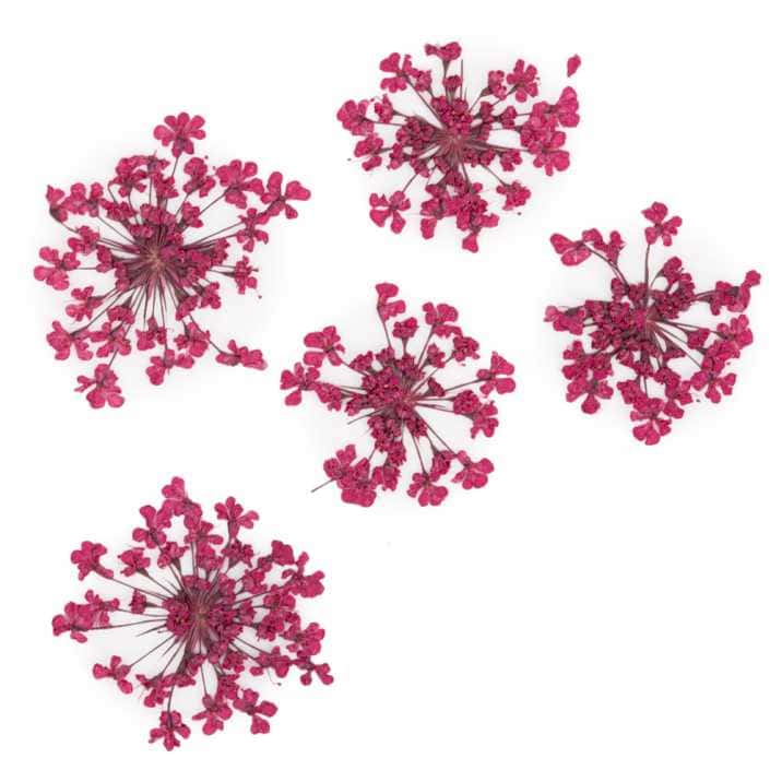 dry-flowers-fuchsia-5pcs