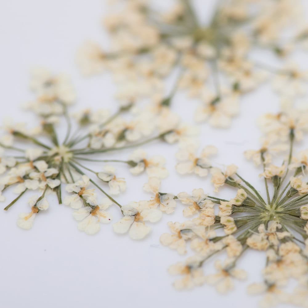 dry-flowers-white-5pcs