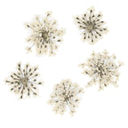 dry-flowers-white-5pcs