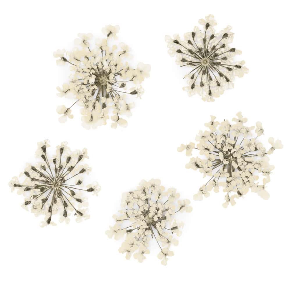 dry-flowers-white-5pcs